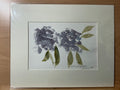 Purple Hydrangea
