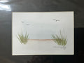 Beach gulls