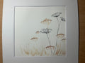 Queen Anne’s Lace