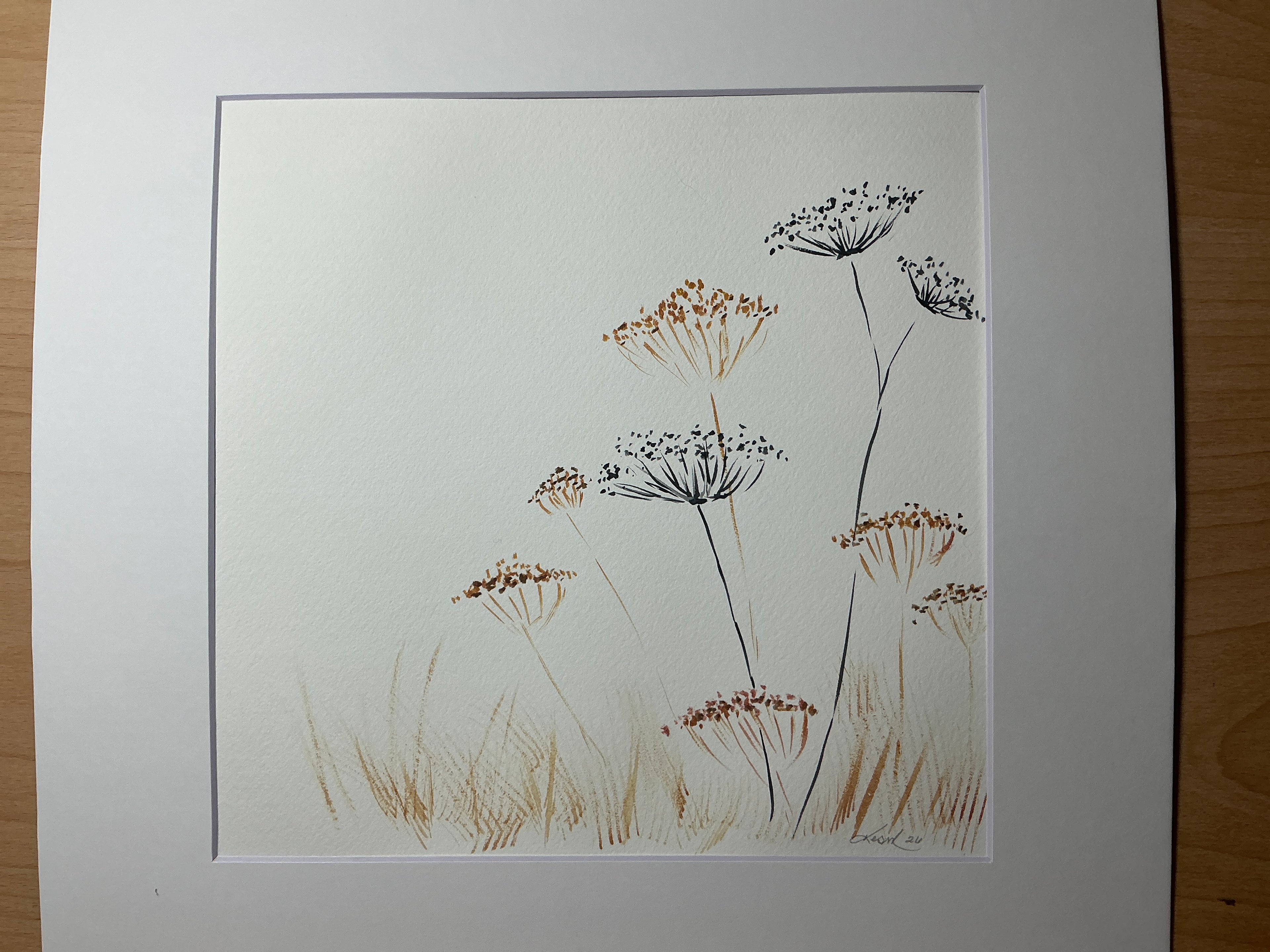 Queen Anne’s Lace