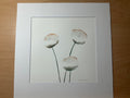 Cotton Flowers